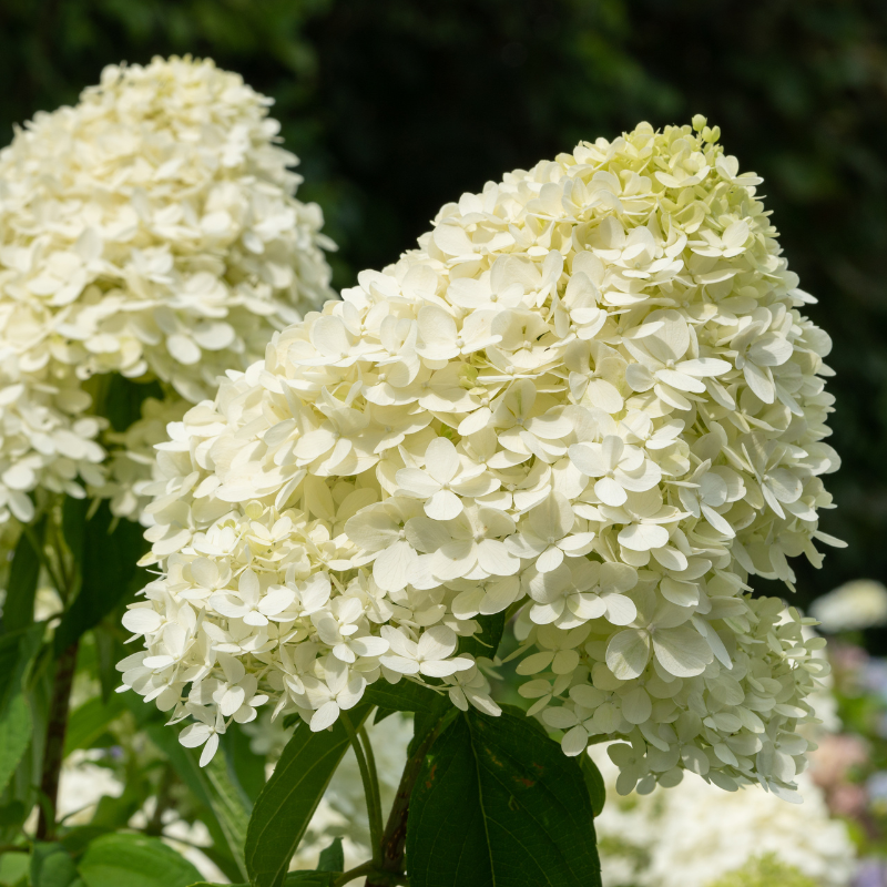 その他 hydrangea0223 Low hydrangea top – Wellbeing Gardens