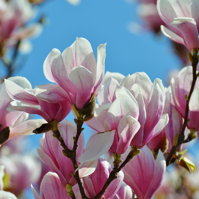 Magnoliju jaunumi