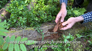 DIY Microbial Fertiliser – Full Instruction & Checklist (PDF Download) & Video