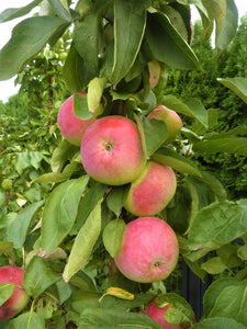 Kolonābele, šķirne "Zane" (Malus Domestica)
