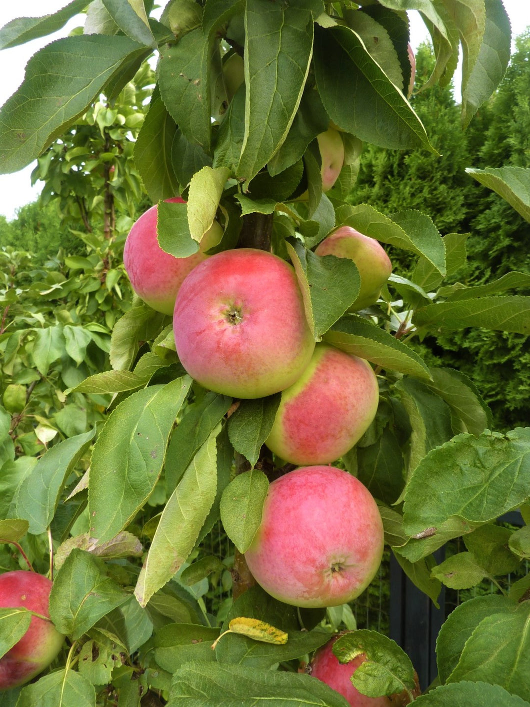 Kolonābele, šķirne 