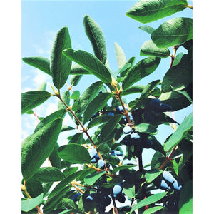 Sausserdis Kamčatkas, šķirne "Eisbar" (Lonicera kamtschatica)